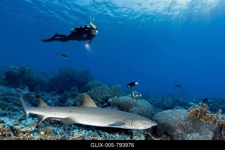 Diver observes Whitetip reef shark (Triaenodon obesus) at the coral reef, Pacific Ocean, Sulu Lake, Tubbataha Reef National Marine Park, Palawan Province, Philippines-stock-foto