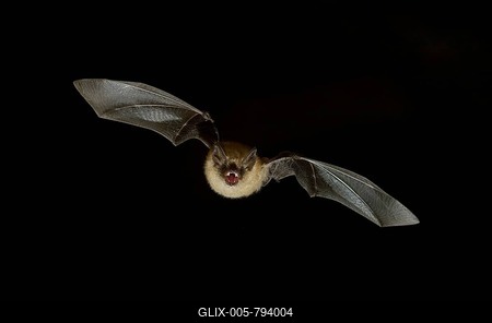 Geoffroy's bat (Myotis emarginatus) in flight at night, Luxembourg-stock-foto