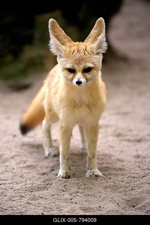 Fennec, fennec fox (Vulpes zerda), adult, watchful, captive, Occurrence North Africa-stock-foto