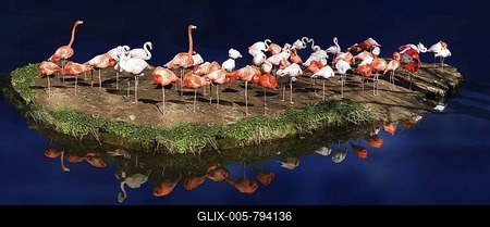 Flock of Pink Flamingos (Phoenicopterus ruber ruber) perched on a small island reflected on the deep blue surface of a lake-stock-foto