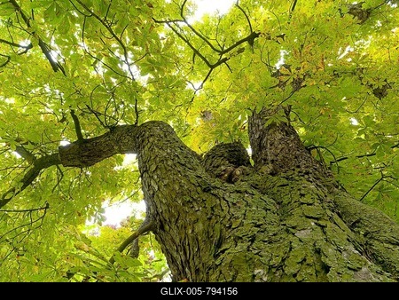 Horse-chestnut (Aesculus hippocastanum), frog perspective, Belvedere Palace garden, Weimar, Thuringia, Germany-stock-foto