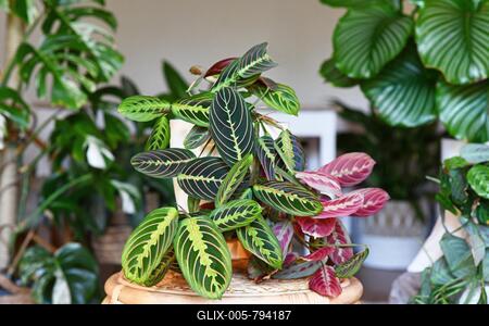 Tropical 'Maranta Leuconeura Fascinator' houseplant with leaves with exotic red stripe pattern table in living room with many plants-stock-foto