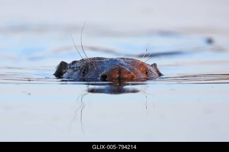 Beaver (Castor fiber) in water, portrait frontal, Peene Valley River Landscape nature Park, Mecklenburg-Western Pomerania, Germany-stock-foto