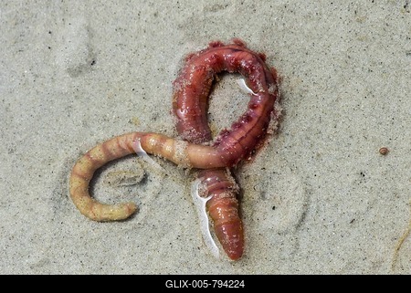 Lugworm (Arenicola marina), Wattengebiet on the North Sea coast, Schleswig-Holstein, Germany-stock-foto