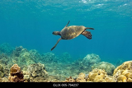 Green sea turtle (Chelonia mydas), Wailea Beach, Maui, Hawaii, USA-stock-foto