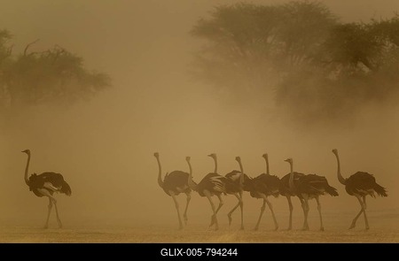 Ostriches (Struthio camelus), female and her brood, all females in a sandstorm, Kalahari Desert, Kgalagadi Transfrontier Park, South Africa-stock-foto