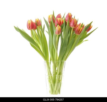 Bunch of Tulips (Tulipa)-stock-foto