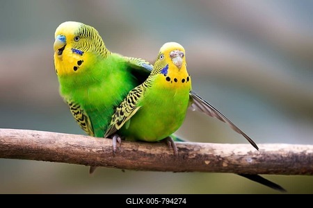 Budgerigars (Melopsittacus undulatus), mating, captive-stock-foto