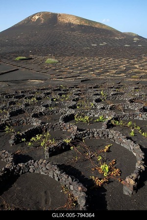 Vines protected by dry walls made of lava rocks, globally unique vineyards on volcanic ash, dry field cultivation, vineyards La Geria, volcanic landscape, Lanzarote, Canary Islands, Spain-stock-foto
