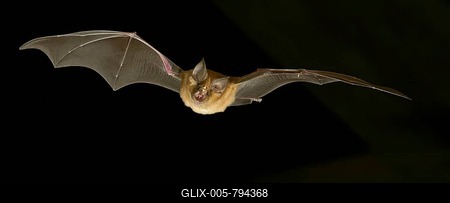 Greater horseshoe bat (Rhinolophus ferrumequinum) in flight at night, Luxembourg-stock-foto