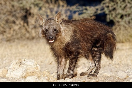 Brown hyena (Hyaena brunnea), Kgalagadi Transfrontier Park, South Africa-stock-foto