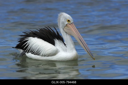 Australian Pelican (Pelecanus conspicillatus), Australia-stock-foto