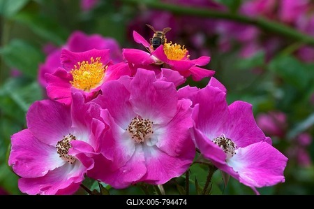Pink flowers of the climbing rose, cultivar American Pillar (Rosa), with honey bee (Apis), Bavaria, Germany-stock-foto