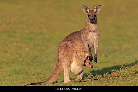 Eastern giant grey kangaroo (Macropus giganteus), adult, female, mother with young, in pouch, on grassland, social behaviour, Maloney Beach, New South Wales, Australia-stock-foto