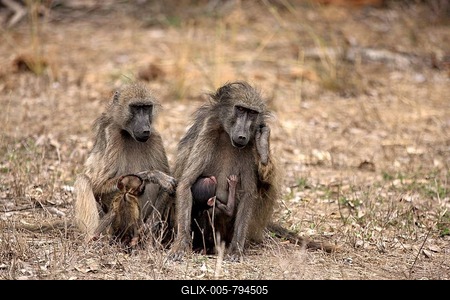 Chacma Baboons (Papio ursinus), females with young animals, suckling, Kruger National Park, South Africa-stock-foto