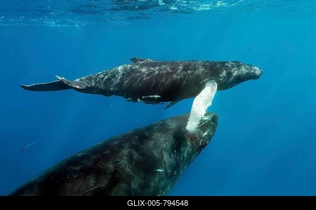 Humpback whale (Megaptera novaeangliae), dam brings calf to the sea surface for breathing, Pacific Rurutu, French Polynesia-stock-foto