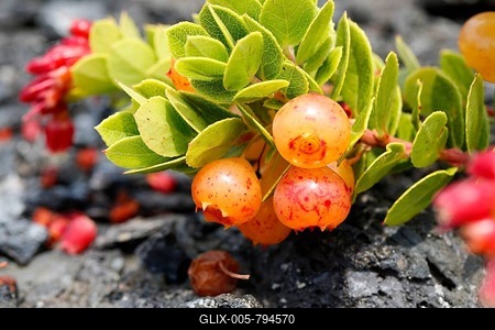 Berries on a lush ohelo shrub (Vaccinium reticulatum), Hawaii Volcanoes National Park, Big Island, Hawaii, USA-stock-foto