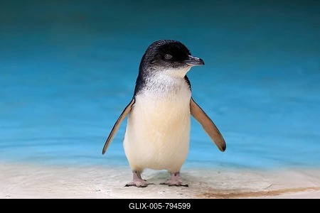 Little penguin (Eudyptula minor), adult on the beach, Kangaroo Island, South Australia, Australia-stock-foto