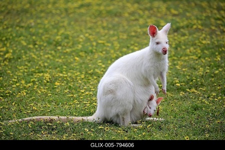Red-necked wallabies (Macropus rufogriseus), albino, adult, mother animal with juvenile sits in flower meadow, young looks out of bag, Cuddly Creek, South Australia, Australia-stock-foto