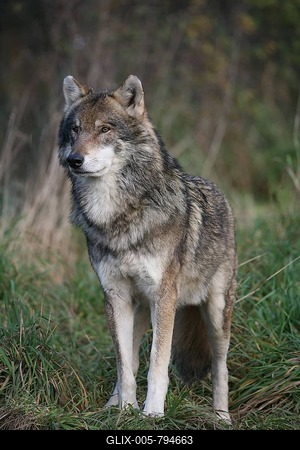 North American Wolf (Canis lupus), Poing outdoor pen, Bavaria, Germany, Europe-stock-foto