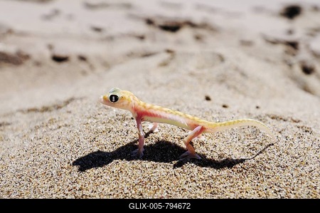 Web-footed gecko, Palmatogecko (Pachydactylus rangei), Namib Naukluft National Park, part of the Namibian Skeleton Coast National Park, Skeleton Coast, Namib Desert, Namibia, Africa-stock-foto