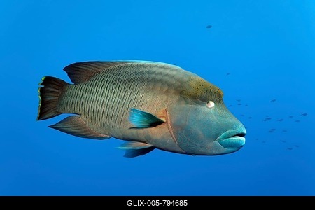 Subadult Humphead Wrasse (Cheilinus undulatus), Great Barrier Reef, Pacific, Australia-stock-foto
