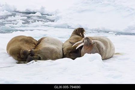 Walruses (Odobenus rosmarus), male and female on an ice floe, Spitsbergen, Norway, Europe-stock-foto
