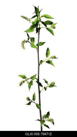 Bare rock pear (Amelanchier laevis Wiegand), isolated, white background-stock-foto