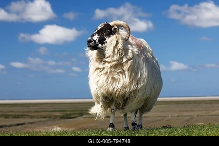 Domestic long-haired ram (Ovis gmelini aries) stands on dike against blue cloudy sky, Schleswig-Holstein, Germany-stock-foto