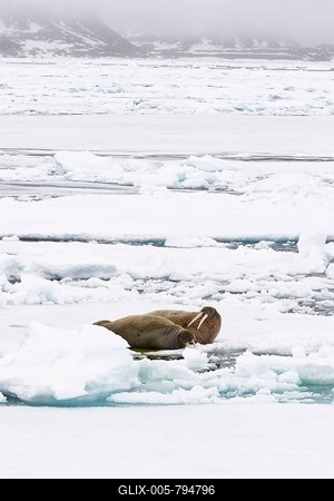 Walruses (Odobenus rosmarus), male and female on an ice floe, Spitsbergen, Norway, Europe-stock-foto