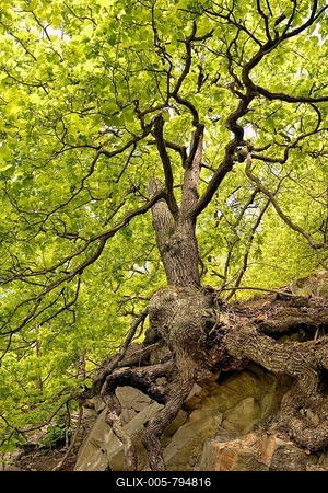 Sessile oaks (Quercus petraea) with gnarled tree trunk on a steep slope, Kahle Hardt Nature Reserve, Hesse, Germany-stock-foto