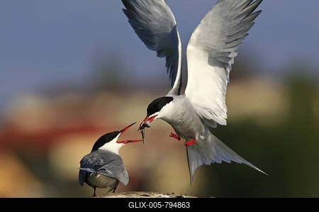 Two Common Terns (Sterna hirundo), courting behaviour handing over fish at Waren on the Mueritz, Mueritz Lake, Mueritz National Park, Mecklenburg Lake District, Mecklenburg-Western Pomerania, Germany, Europe-stock-foto