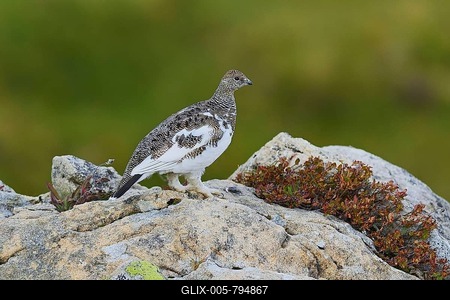 Rock Ptarmigan (Lagopus muta), juvenile standing on a rock, in summer dress, Bernese Oberland, Canton Bern, Switzerland-stock-foto
