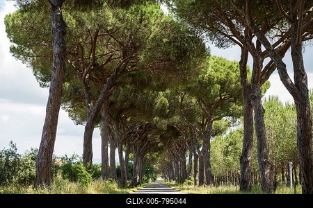 Pine avenue, Natural Park of Maremma, at Grosseto, Tuscany, Italy-stock-foto