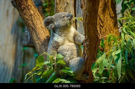 A koala climbs a tree and eats eucalyptus leaves, koala (Phascolarctos cinereus), lives in Australia, captive, Germany-stock-foto