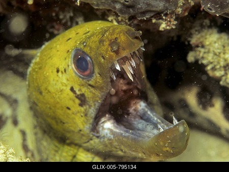 Fimbriated Moray Eel (Gymnothorax fimbriatus), Philippines-stock-foto