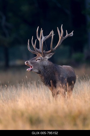 Red Deer (Cervus elaphus), Klampenborg, Copenhagen, Denmark-stock-foto