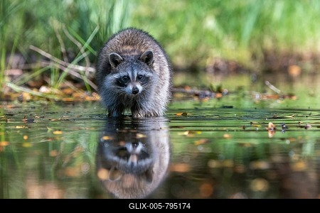 Raccoon (Procyon lotor) wads through water, Louisiana, USA-stock-foto