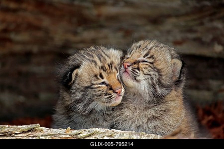 Bobcat (Lynx rufus), two young animals in animal husbandry, Portrait, Pine County, Minnesota, USA-stock-foto