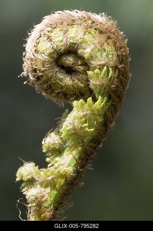 Braun's holly fern (Polystichum braunii) sprouting frond-stock-foto