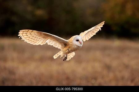 Common barn owl (Tyto alba), adult, flying, Slovakia-stock-foto