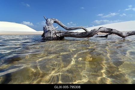 Dead tree in a freshwater lagoon, Parque Nacional dos Lençóis Maranhenses or Lençóis Maranhenses National Park, Maranhão, Brazil-stock-foto