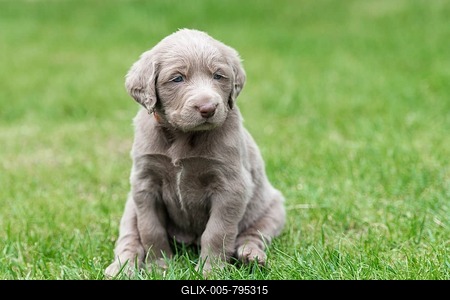 Longhair Weimaraner, puppy, Weimaraner longhaired, sitting in the grass-stock-foto