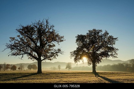 Trees with landscape, morning mood, sunrise with early morning fog, Dreisamtal, autumn, Kirchzarten, Freiburg im Breisgau, Black Forest, Baden-Württemberg, Germany-stock-foto