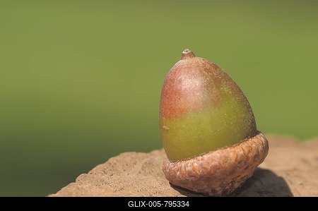 Acorn, autumnal theme-stock-foto