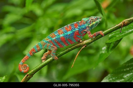 Panther chameleon (Furcifer pardalis), male, sitting on branch, occurrence Madagascar, captive, Switzerland-stock-foto