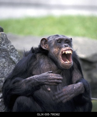 Chimpanzee crying-stock-foto