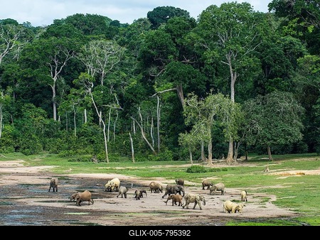 African forest elephants (Loxodonta cyclotis) at Dzanga Bai, Unesco world heritage sight Dzanga-Sangha Special Reserve, Central African Republic-stock-foto