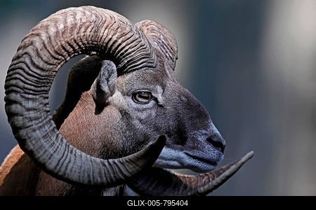 Mufflon (Ovis gmelini musimon), aries, animal portrait, Germany-stock-foto