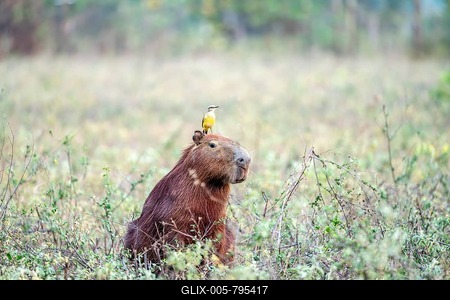 Grassland tyrant (Machetornis rixosa), sitting on the head of a Capybara (Hydrochoerus hydrochaeris), South Pantanal, Aquidauana, Taunay, Mato Grosso do Sul, Brazil-stock-foto